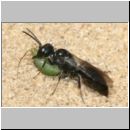 Diodontus tristis - Grabwespe w01 6mm mit Blattlaus.jpg